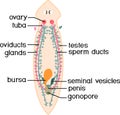 Reproductive system of planaria flatworm Royalty Free Stock Photo